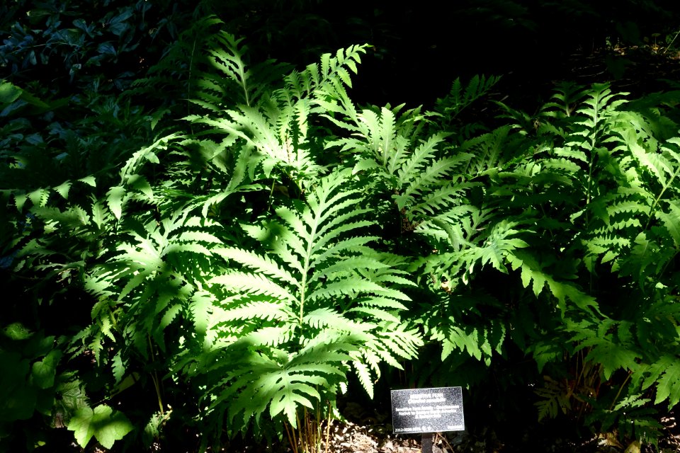 Onoclea sensibilis - VanDusen Botanical Garden - Vancouver, BC - DSC07364