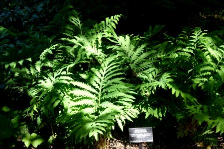 Onoclea sensibilis - VanDusen Botanical Garden - Vancouver, BC - DSC07364 photo