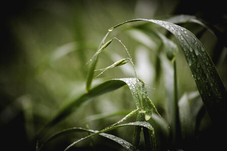 Grass green rain photo