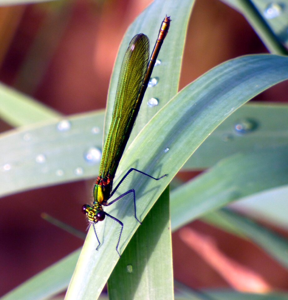 Grass nature insect
