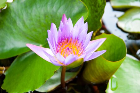 Lotus purple lotus pink lotus photo