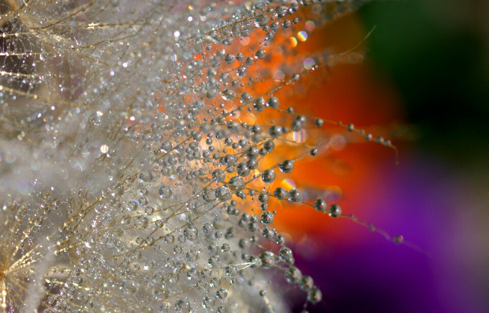 Water plant wet