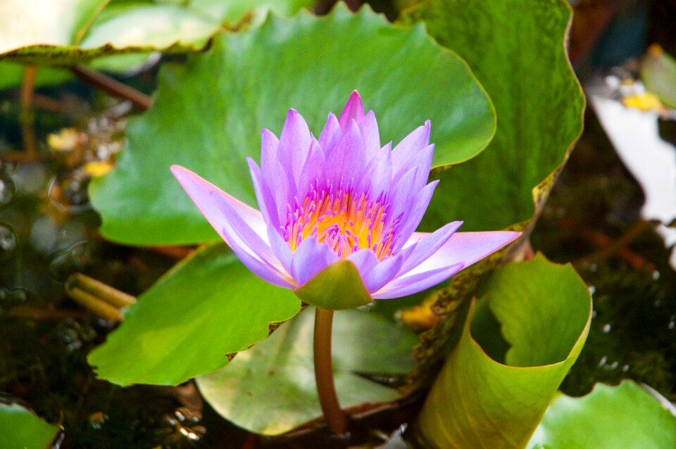 Lotus purple lotus Free photos
