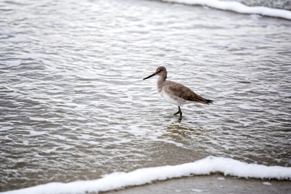 Bird water shore