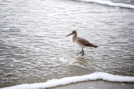 Bird water shore
