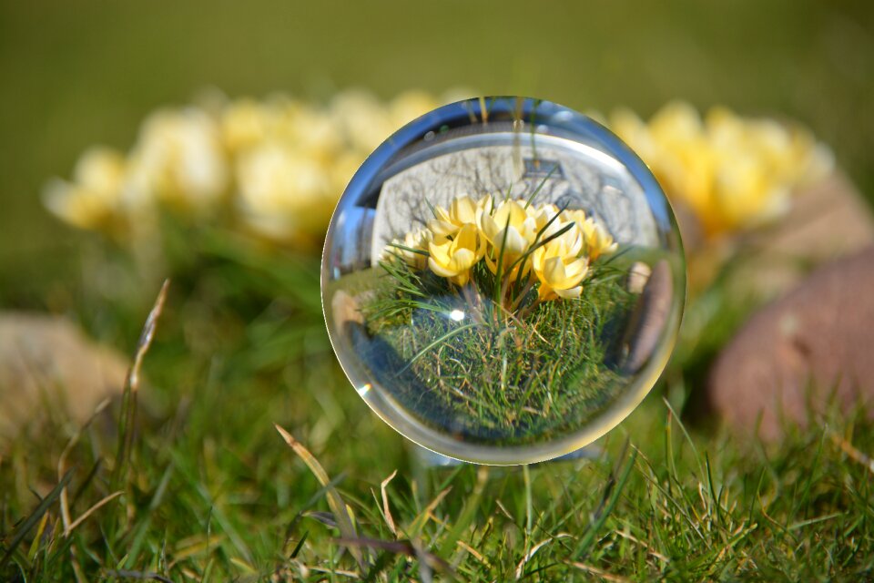 Yellow close up easter
