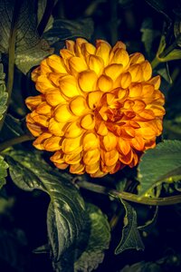 Asteraceae autumn composites