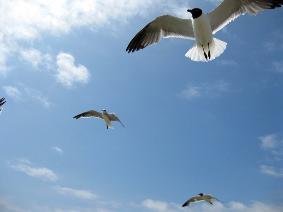 Birds gulls sky