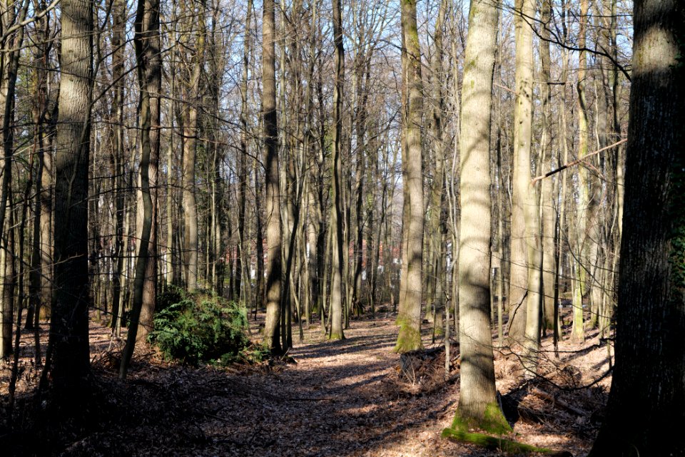 Oberurseler Stadtwald 2020-03-23 02
