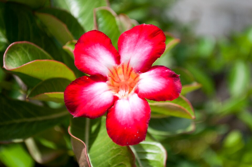 Flowers invited to visit red flowers
