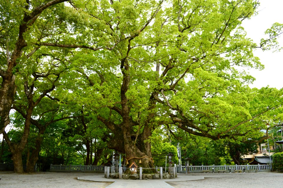 Oasahiko-jinja, kusu