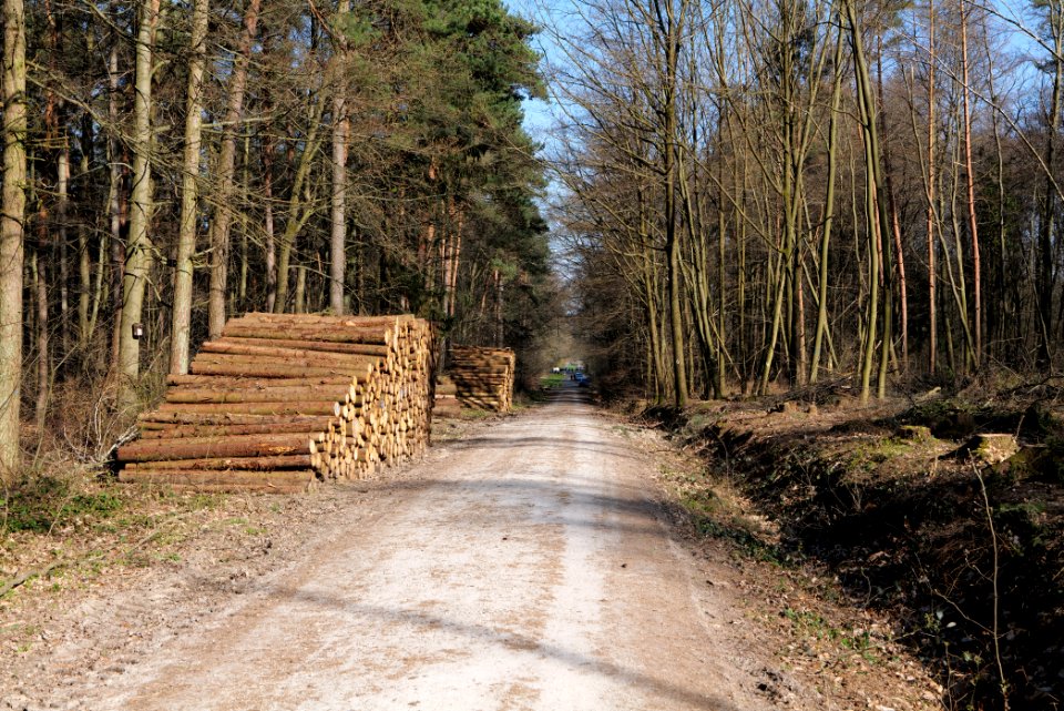 Oberurseler Stadtwald 2020-03-23 04
