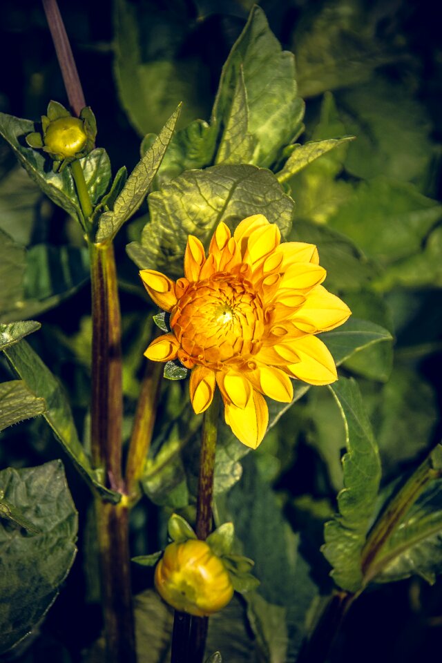 Asteraceae autumn composites