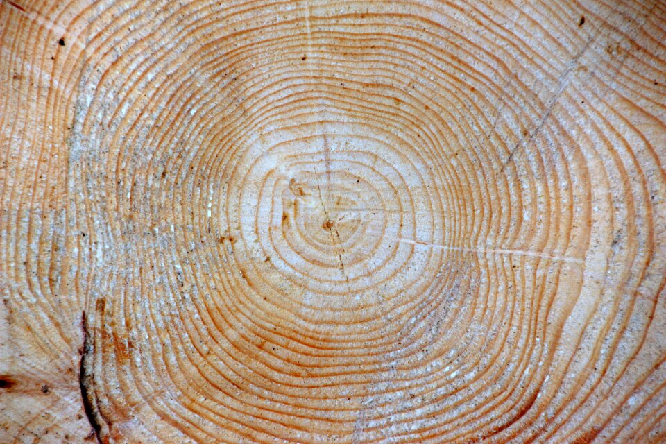 Picea abies jahresringe background fresh resin