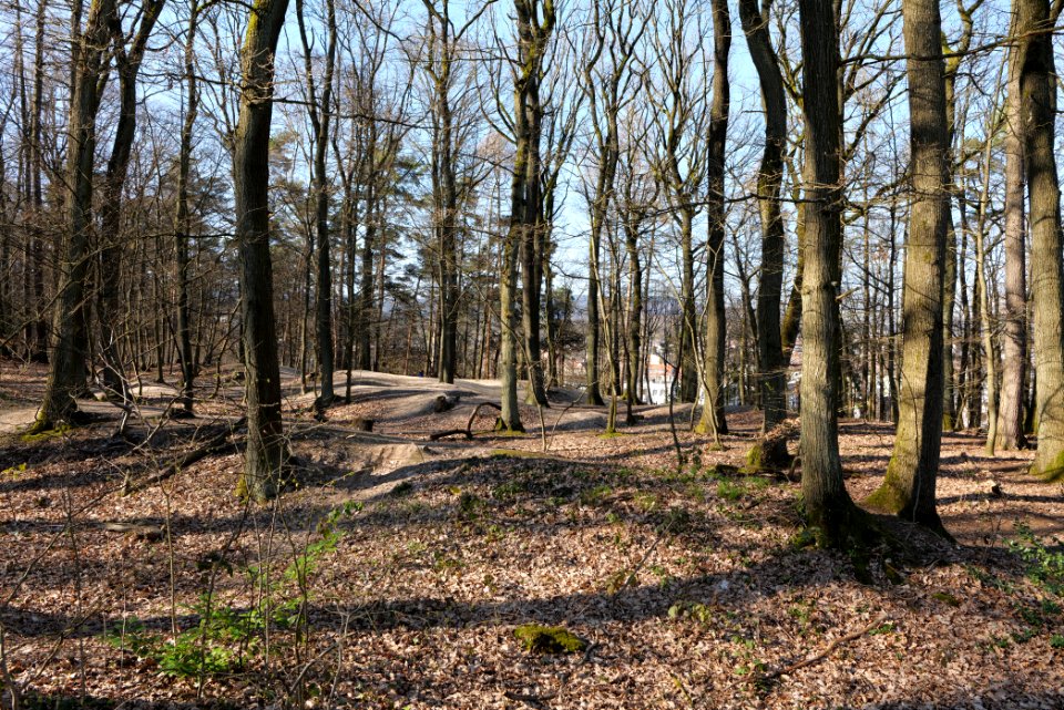 Oberurseler Stadtwald 2020-03-23 08