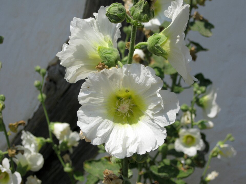 Flower blossom bloom