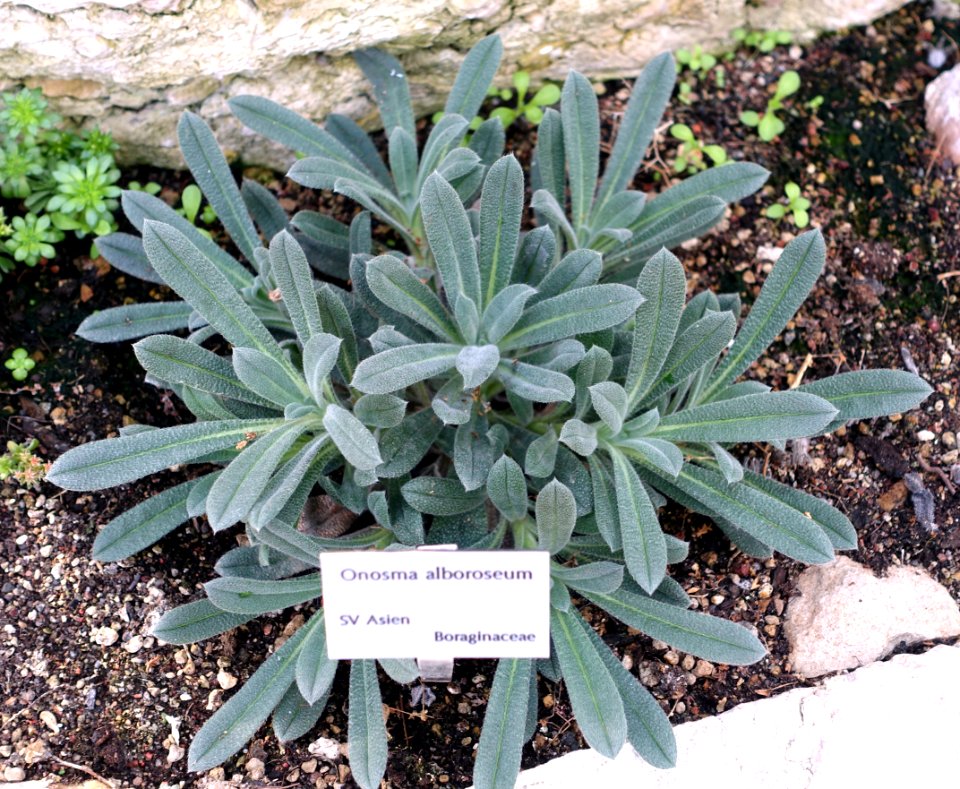 Onosma albo-roseum - Bergianska trädgården - Stockholm, Sweden - DSC00334