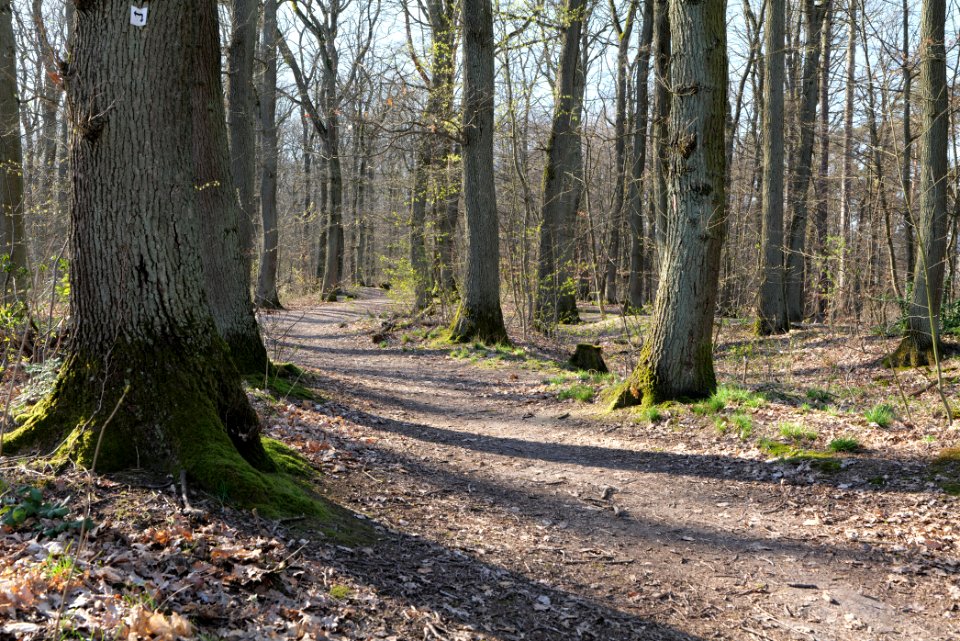 Oberurseler Stadtwald 2020-03-23 11