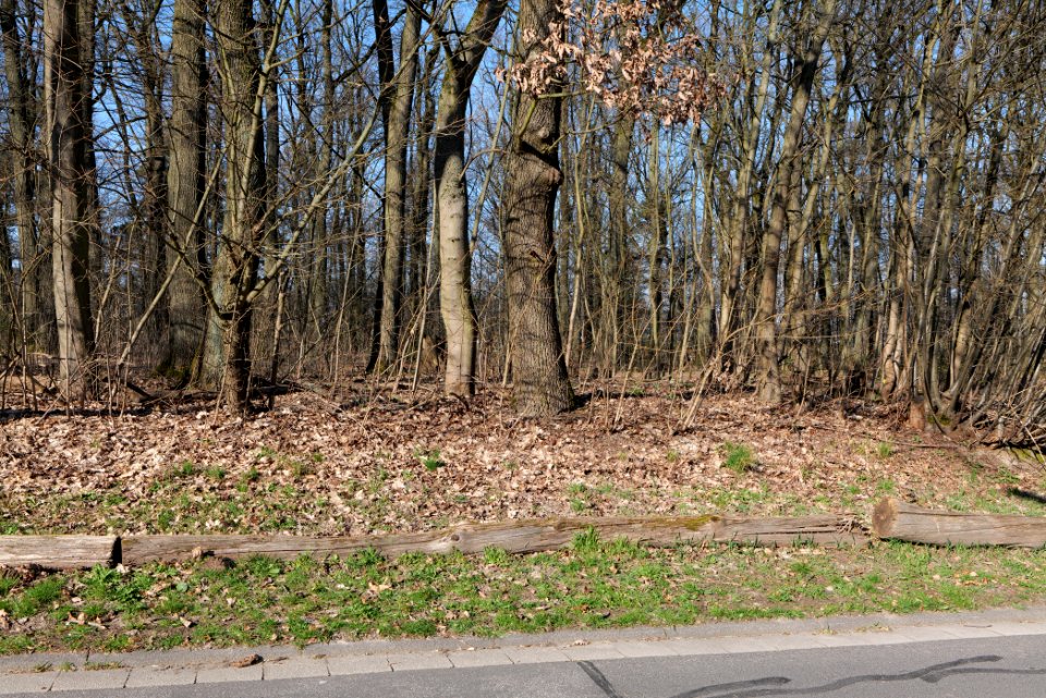 Oberurseler Stadtwald 2020-03-23 05