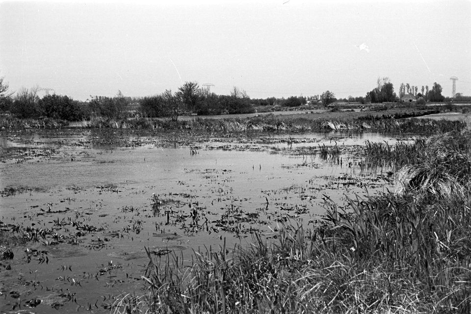 Onontgonnen grond, tolbetter petten (het Kret), Groningen, Bestanddeelnr 170-0271