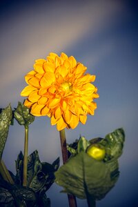 Asteraceae autumn composites