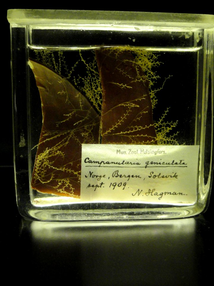 Obelia geniculata (Campanularia geniculata) - Finnish Museum of Natural History - DSC04706