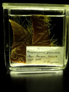 Obelia geniculata (Campanularia geniculata) - Finnish Museum of Natural History - DSC04706