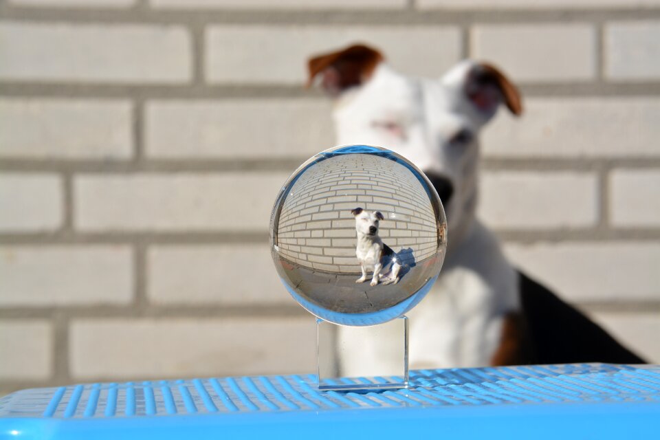 Ball glass ball animal portrait