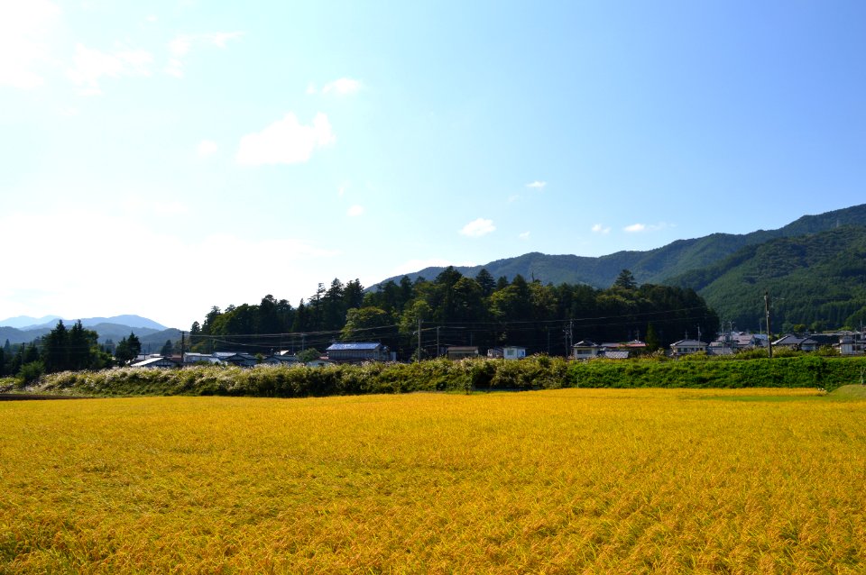 Ono-jinja, Yahiko-jinja enkei