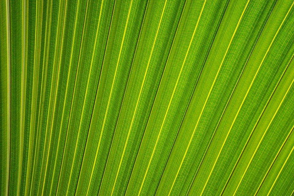 Plant green leaf green pattern