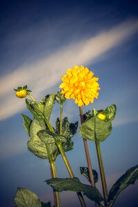 Asteraceae autumn composites