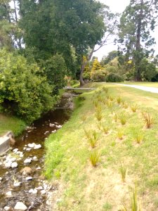 Oamaru Public Gardens - Creek (near Display House)