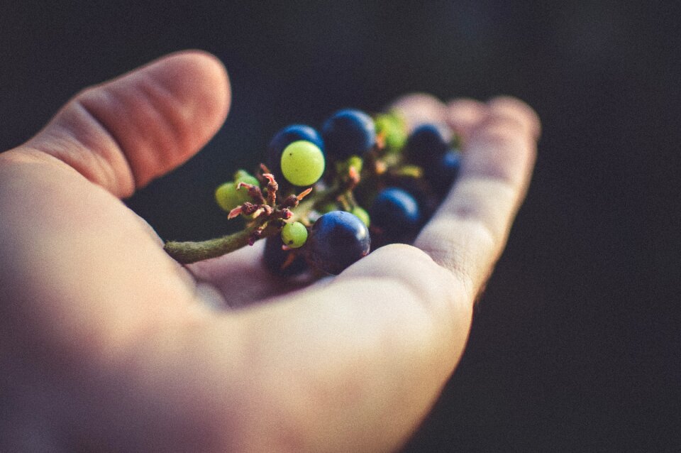 Grapes foliage blurred
