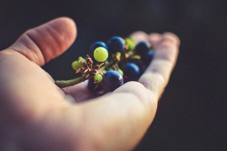 Grapes foliage blurred