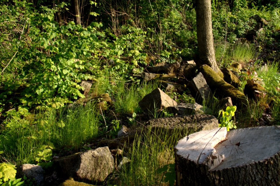 Oberlausitz 2012-05-26-7297