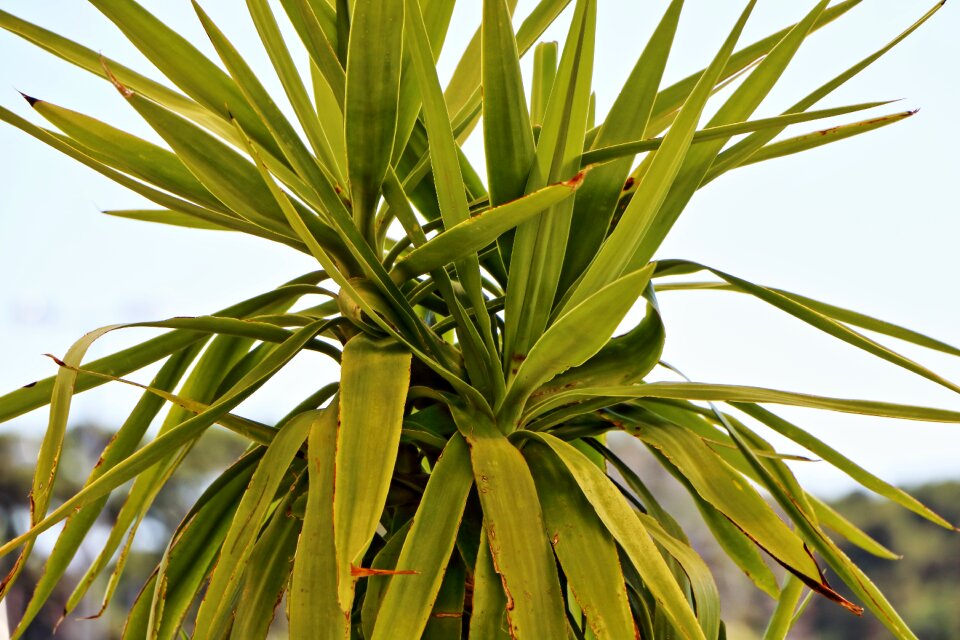 Mediterranean nature wood