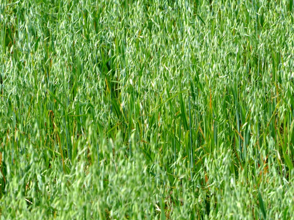 Oat in a field in Gåseberg