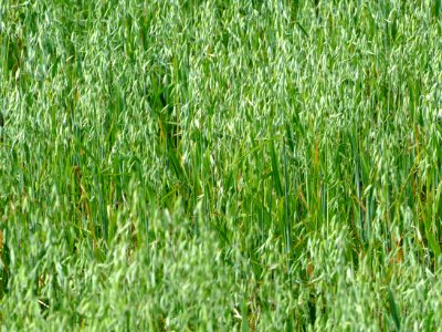 Oat in a field in Gåseberg