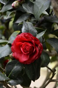 Petals spring flower