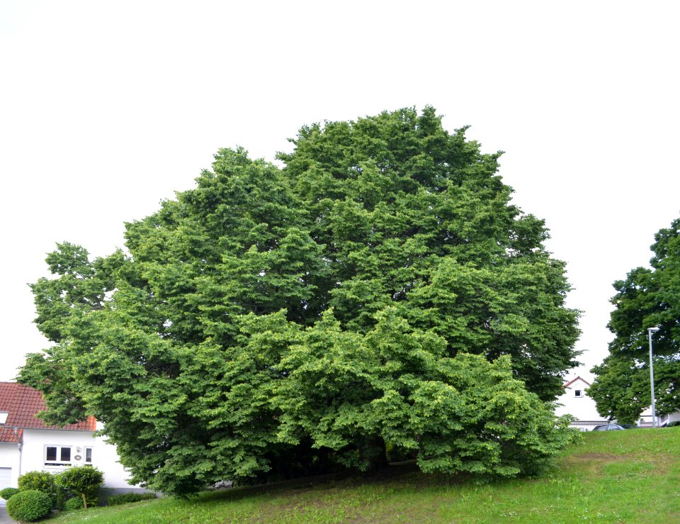 Obernhain, Linden am Ortseingang (2)