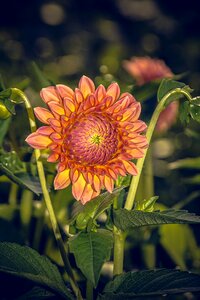 Asteraceae autumn composites