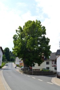 Oberquembach, Dorflinde, Usinger Straße, bei Nr. 24 (2)