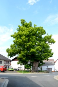 Oberquembach, Dorflinde, Usinger Straße, bei Nr. 24