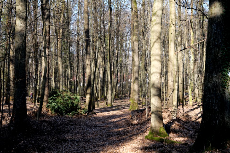 Oberurseler Stadtwald 2020-03-23 01