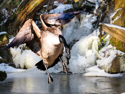 Greylag goose water bird flying