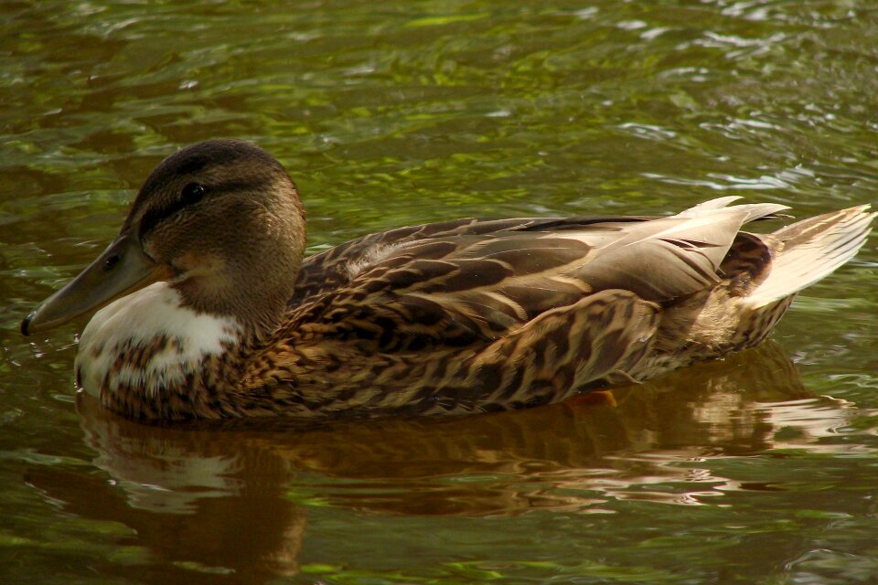 Nature bird animal