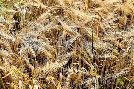 Barley field ear field