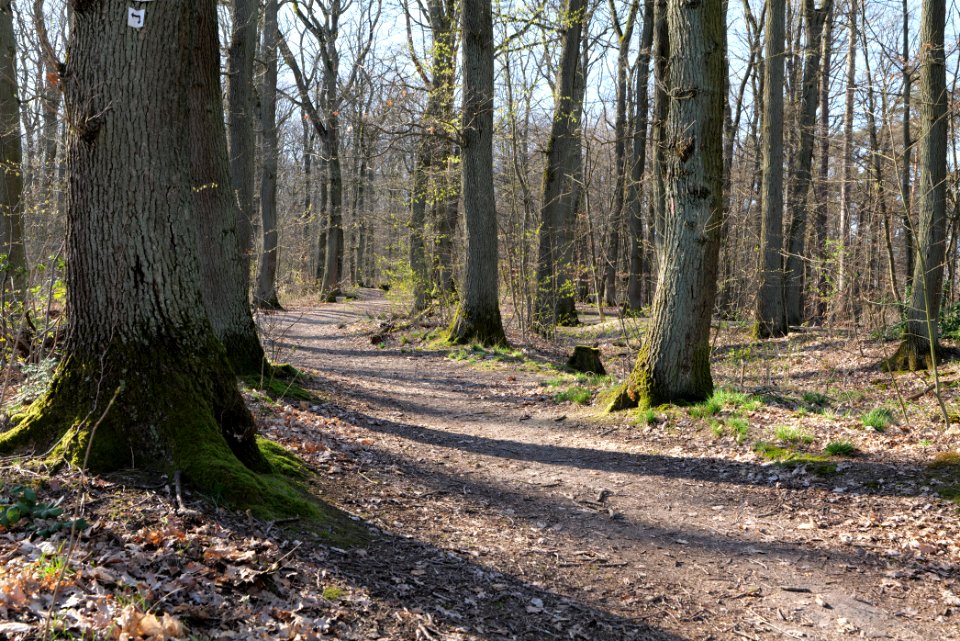 Oberurseler Stadtwald 2020-03-23 10