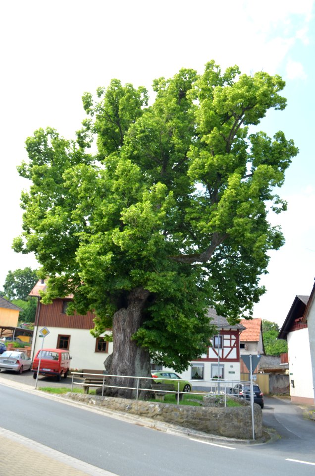Oberquembach, Dorflinde, Usinger Straße, bei Nr. 24 (1)