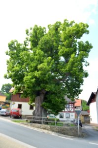 Oberquembach, Dorflinde, Usinger Straße, bei Nr. 24 (1)